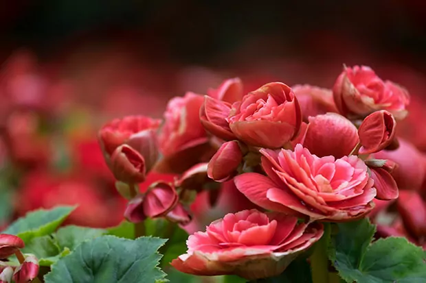 Balkonblumen Begonien
