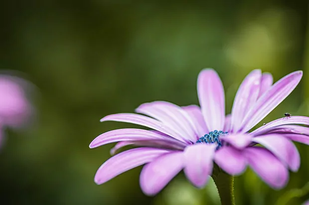 Balkonblumen Kapkörbchen