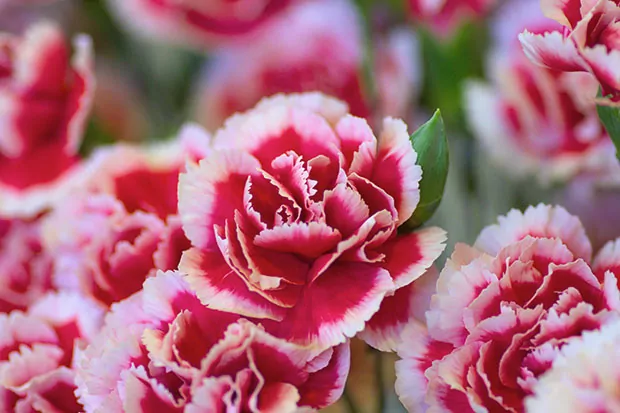 Balkonblumen Nelken
