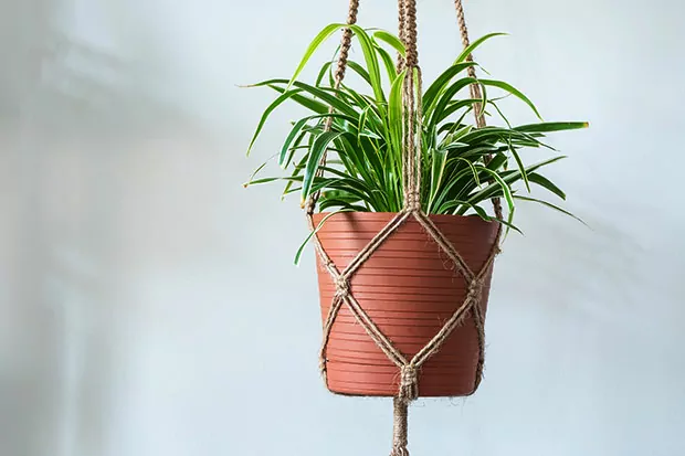 Urban Jungle Grünlilie