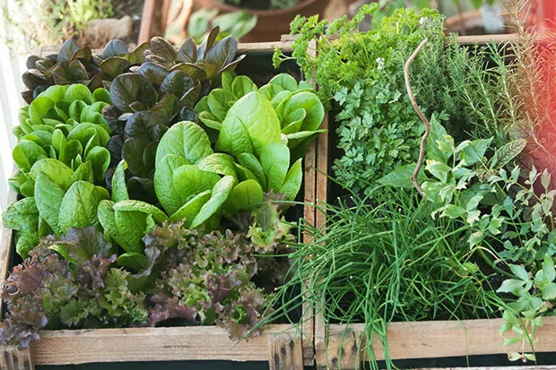 Urban Gardening kleiner Garten