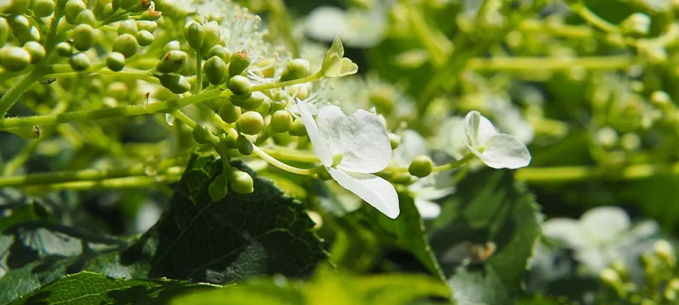 Sichtschutzpflanzen bienenfreundlich Kletterhortensie