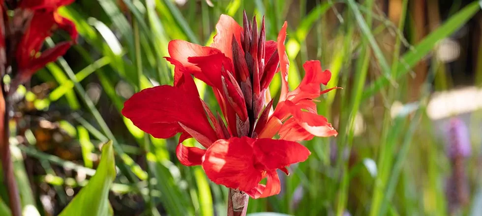 Teich bepflanzen Teichpflanzen Canna