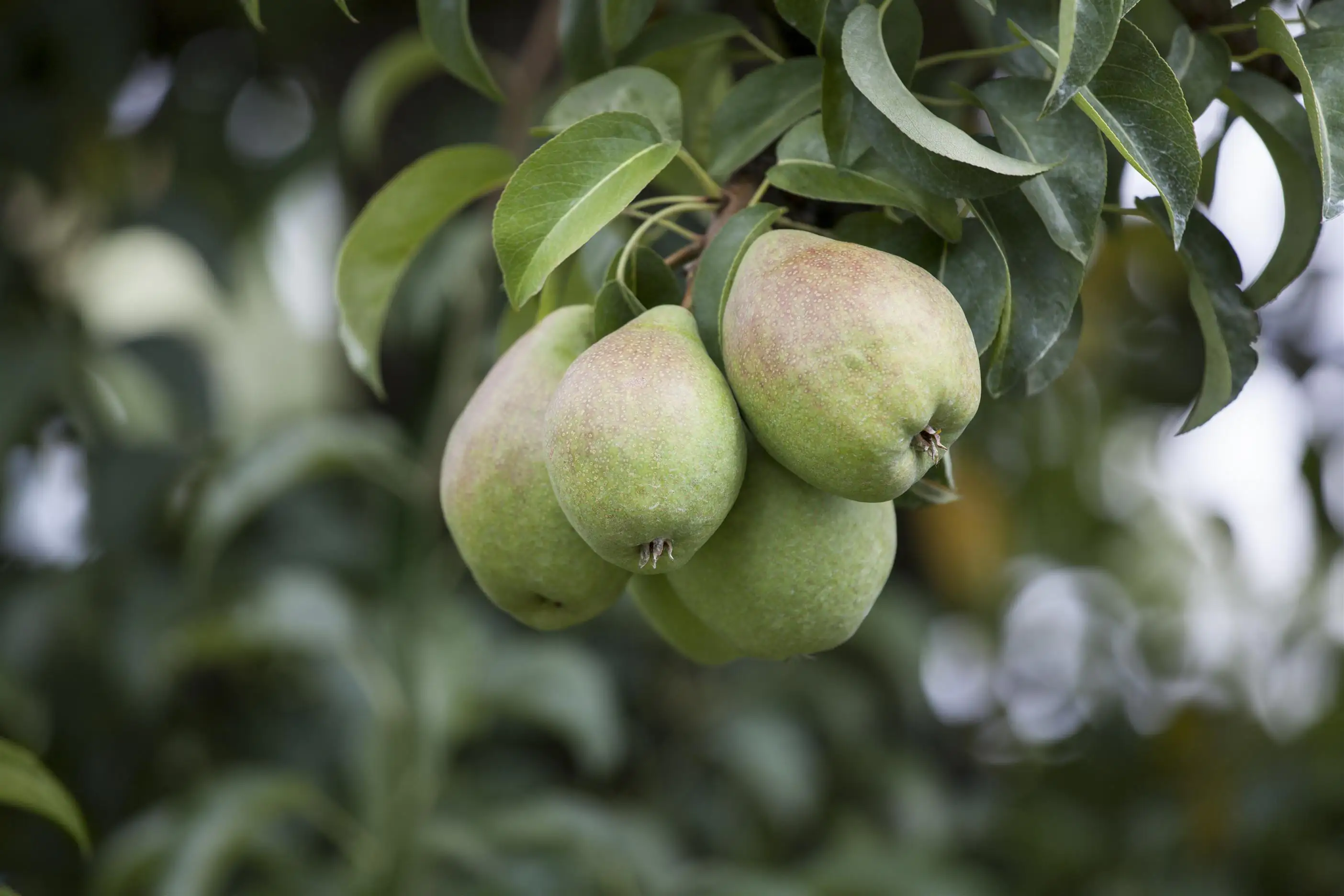 Obstbaum Birne 5 Liter Container