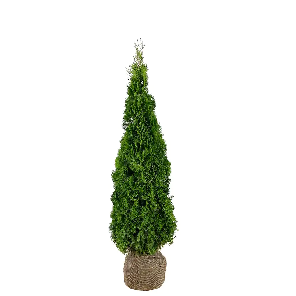 Lebensbaum Thuja occ. Smaragd H 80 - 100 cm, 25 Stück