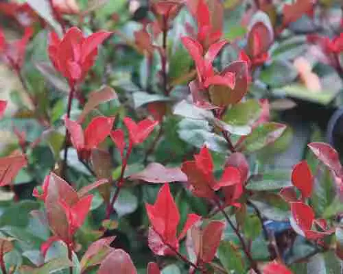 Glanzmispel Photinia Devils Dream H 40 - 60 cm, 4 L Container