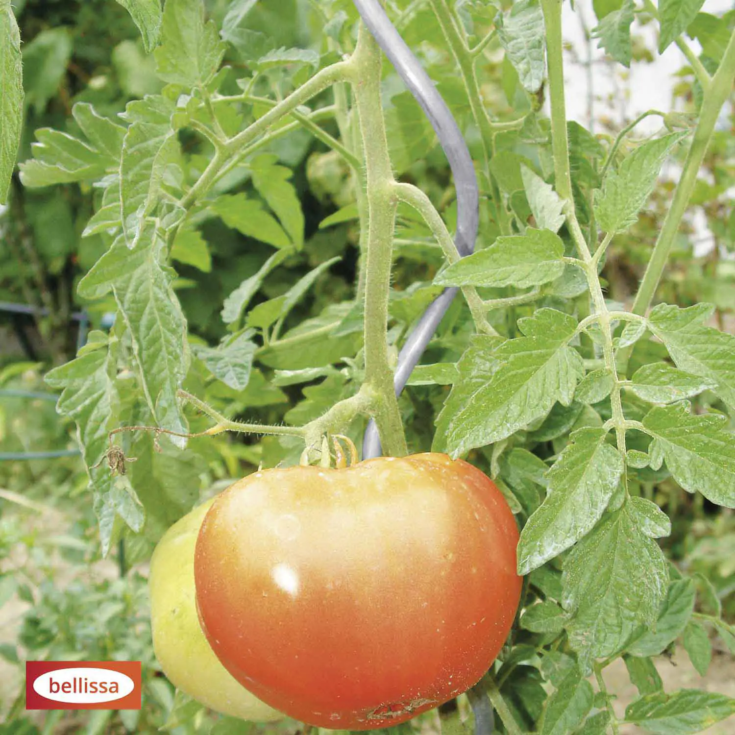 Bellissa Tomatenspiralstab verzinkt 200 cm