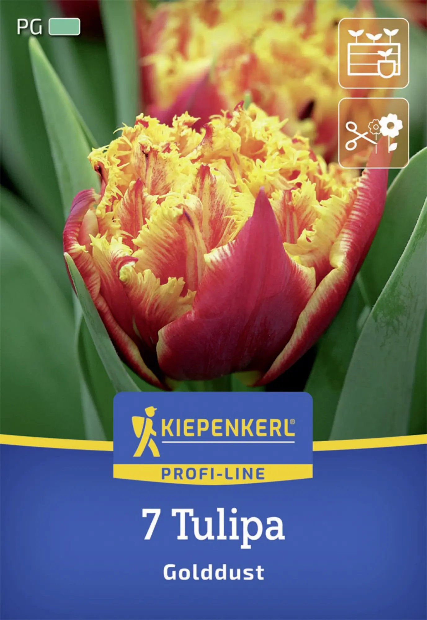 Kiepenkerl Herbstblumenzwiebel Profi-Line Tulpe Golddust 7 Stück