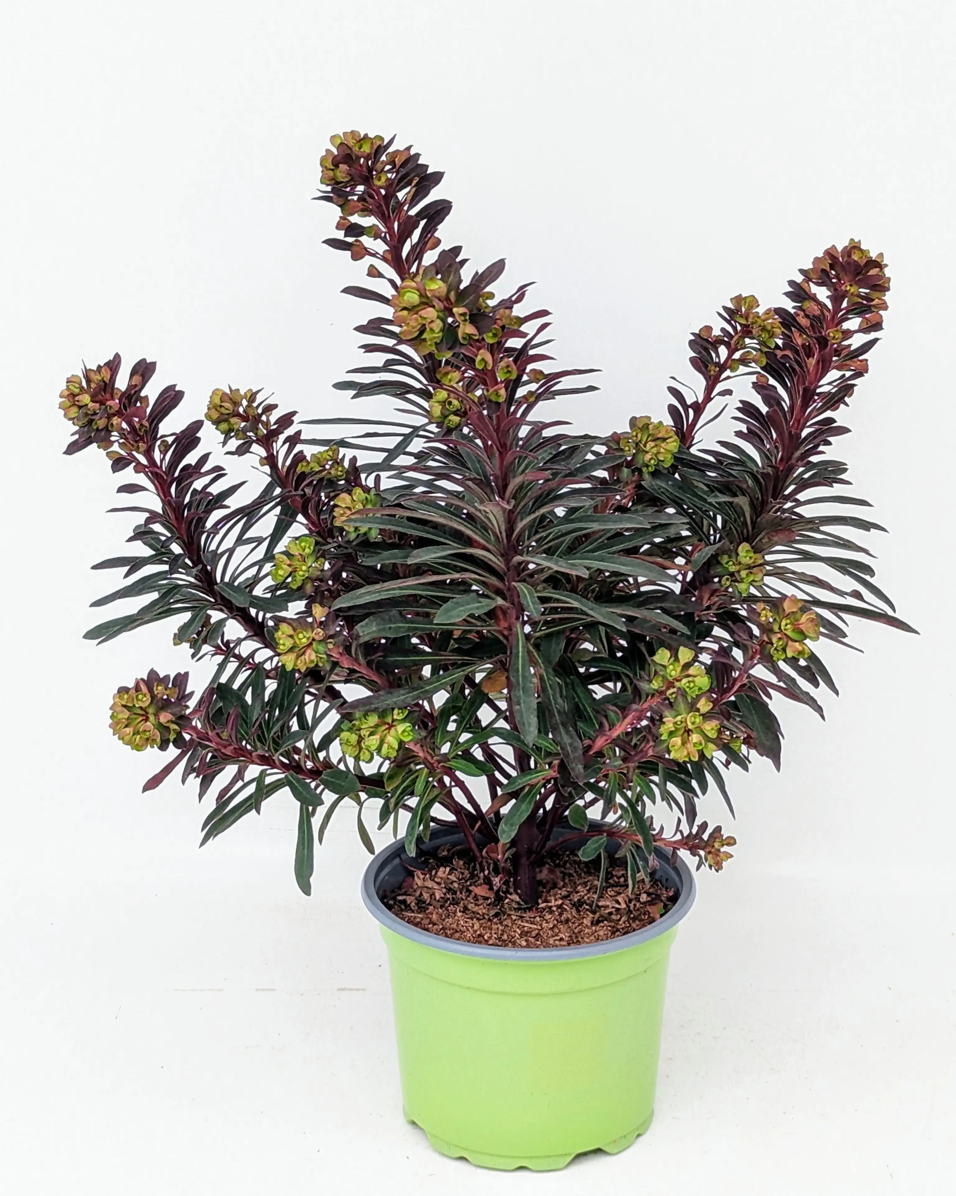 Wolfsmilch Euphorbia amygdaloides 17 cm Topf