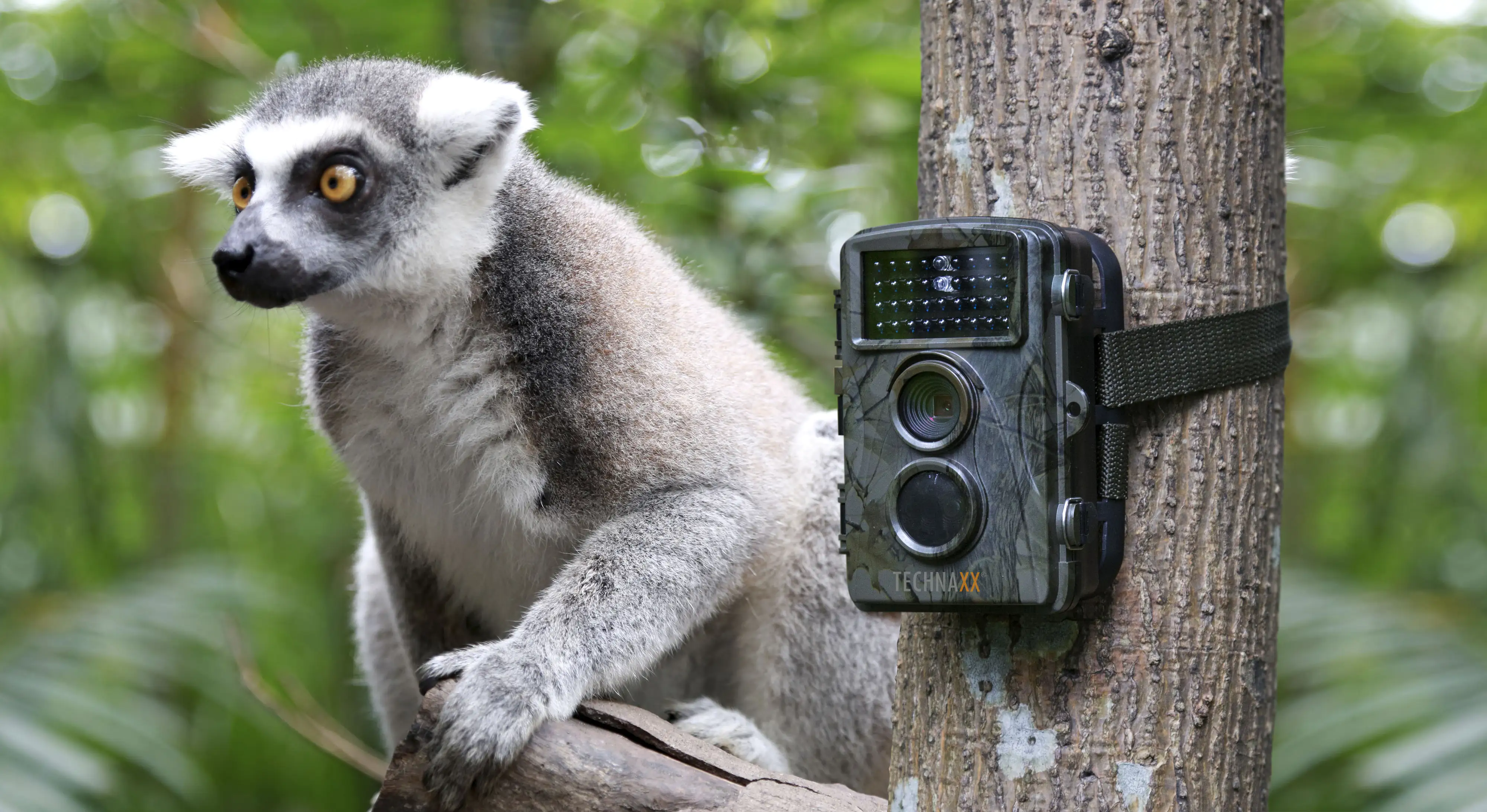 Technaxx Wildkamera Cam TX-69 LCD Display 6 cm (2,4 Zoll)