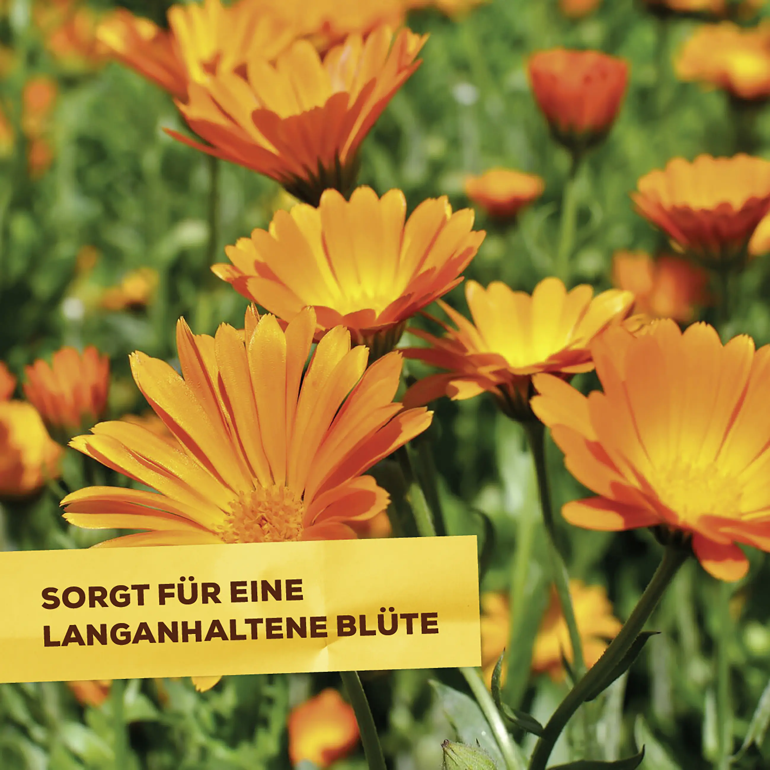 Solabiol Blumen- & Staudendünger 2,5 kg