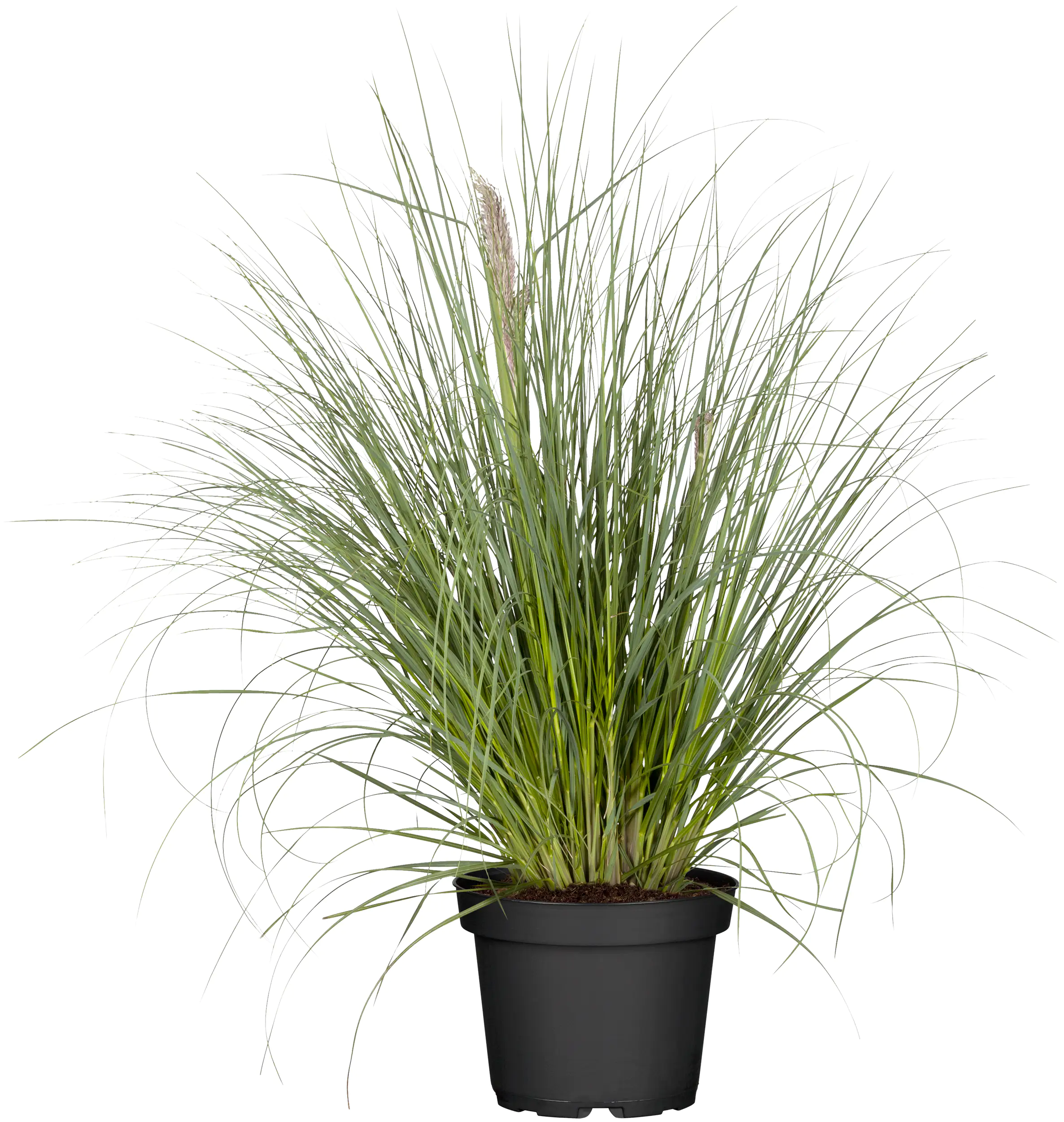Pampasgras Pumilia 5 l Container