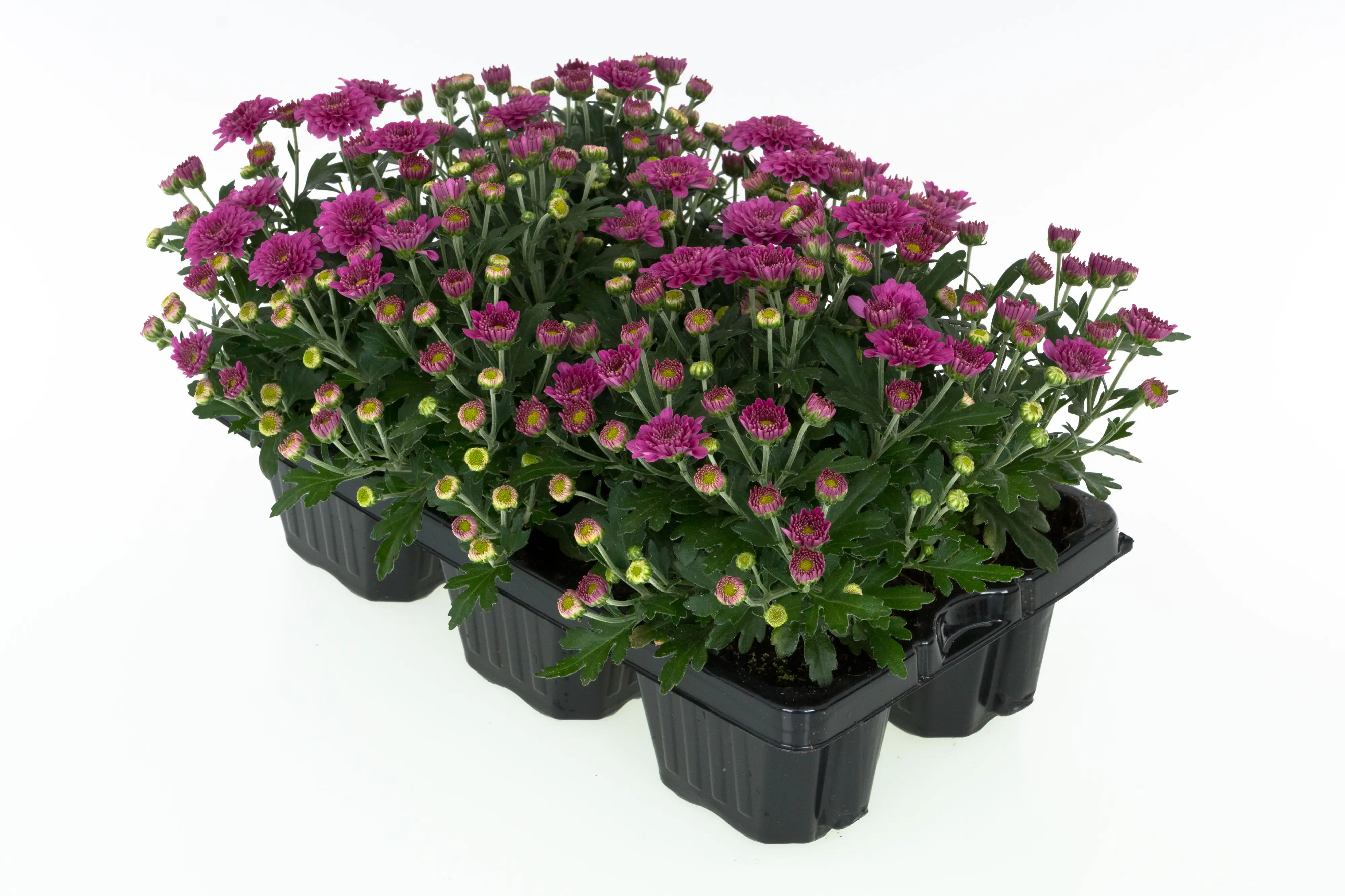 Chrysanrheme Garden Mum Chrysanthemum 6-Pack 