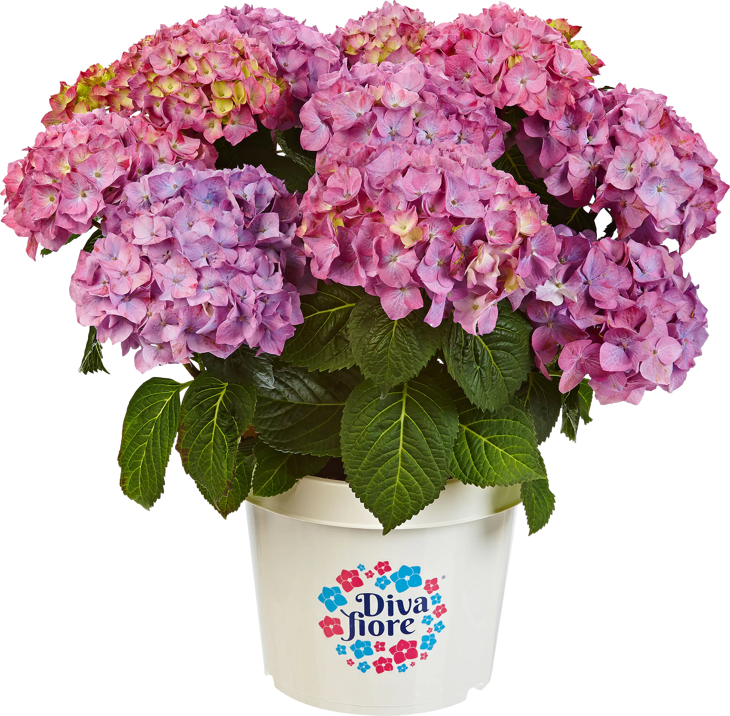 Gartenhortensie Hydrangea mac. Diva Fiore H ca. 30 cm 23 cm Topf