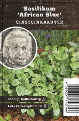 Einsteinkräuter - Basilikum African Blue 12 cm Topf