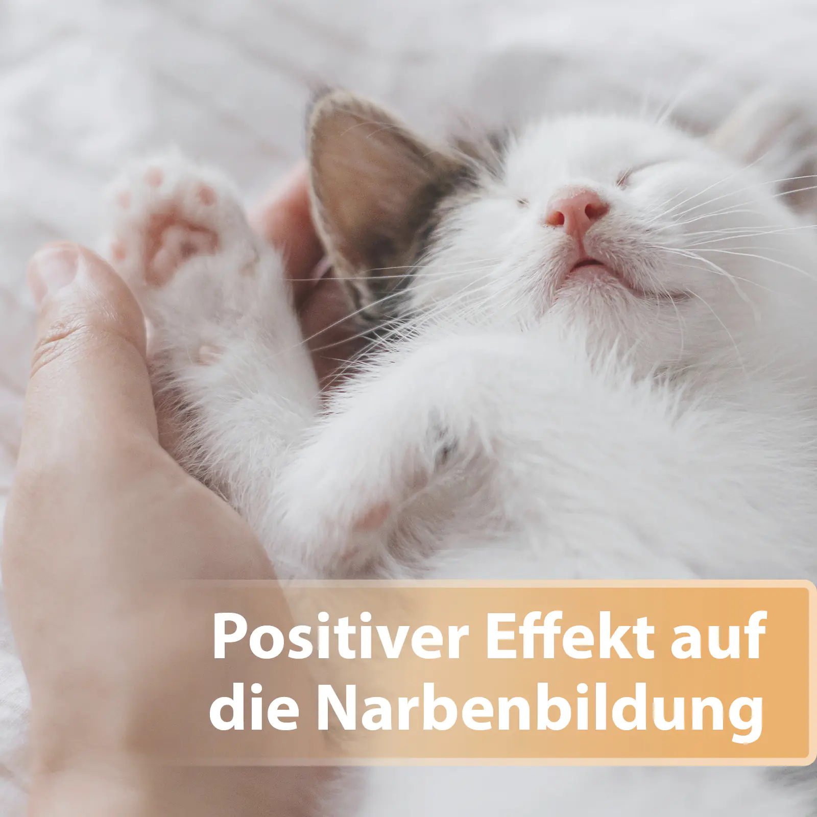 Felisept Wundgel für Katzen 20 ml