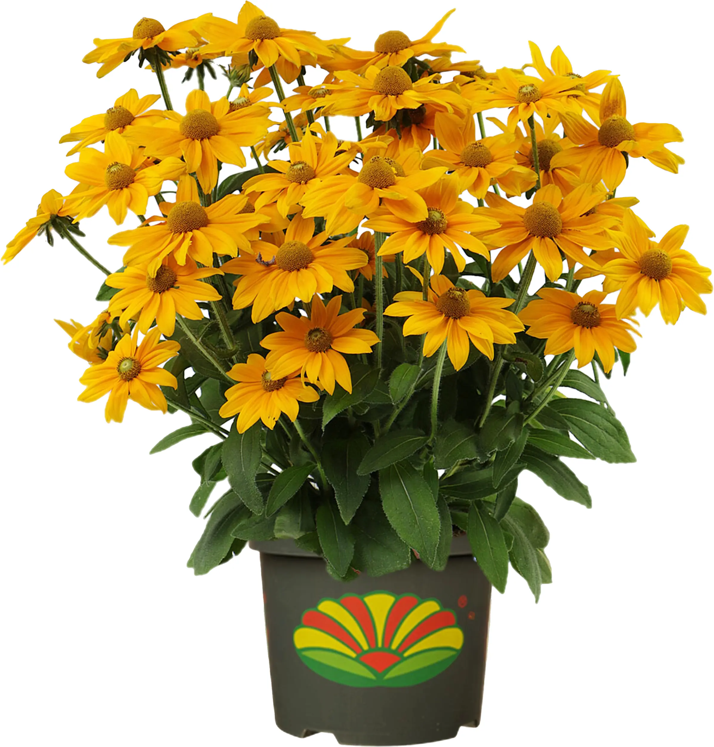 Sonnenhut Rudbeckia 23 cm Topf