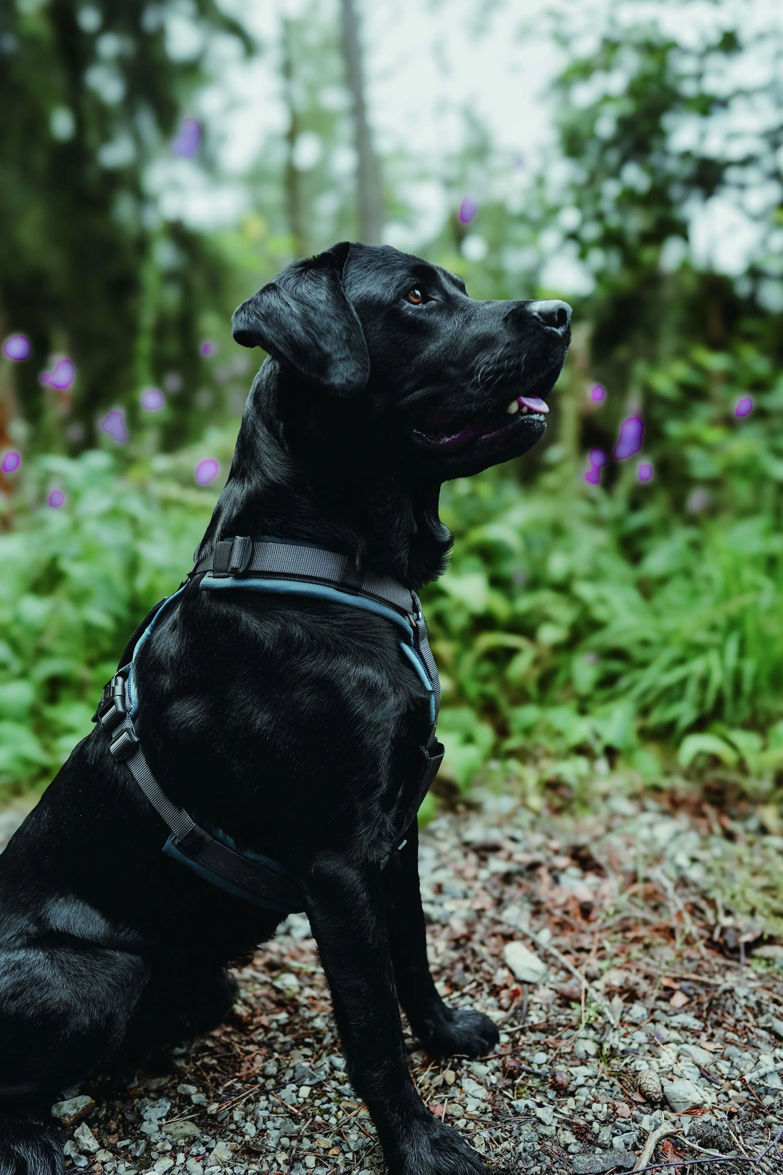 Hunter Hundegeschirr Maldon Up mit Griff M-L petrol/grau