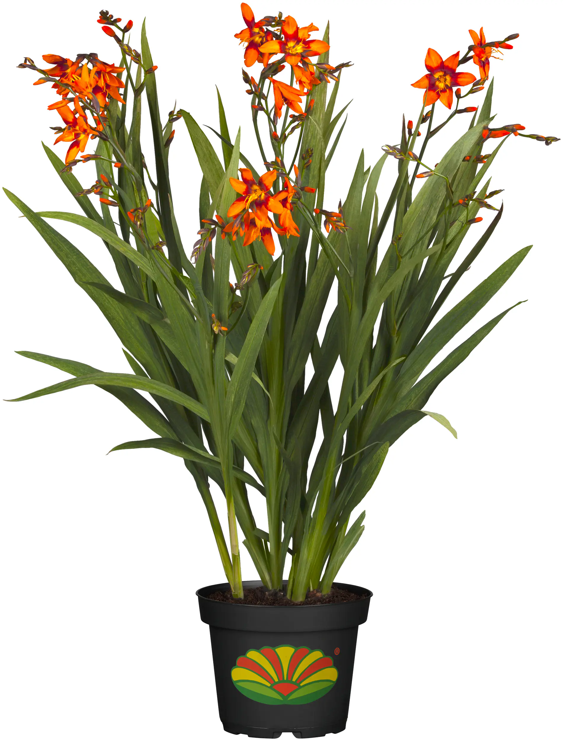 Mondbretia Crocosmia H ca 40 cm 23 cm Topf 