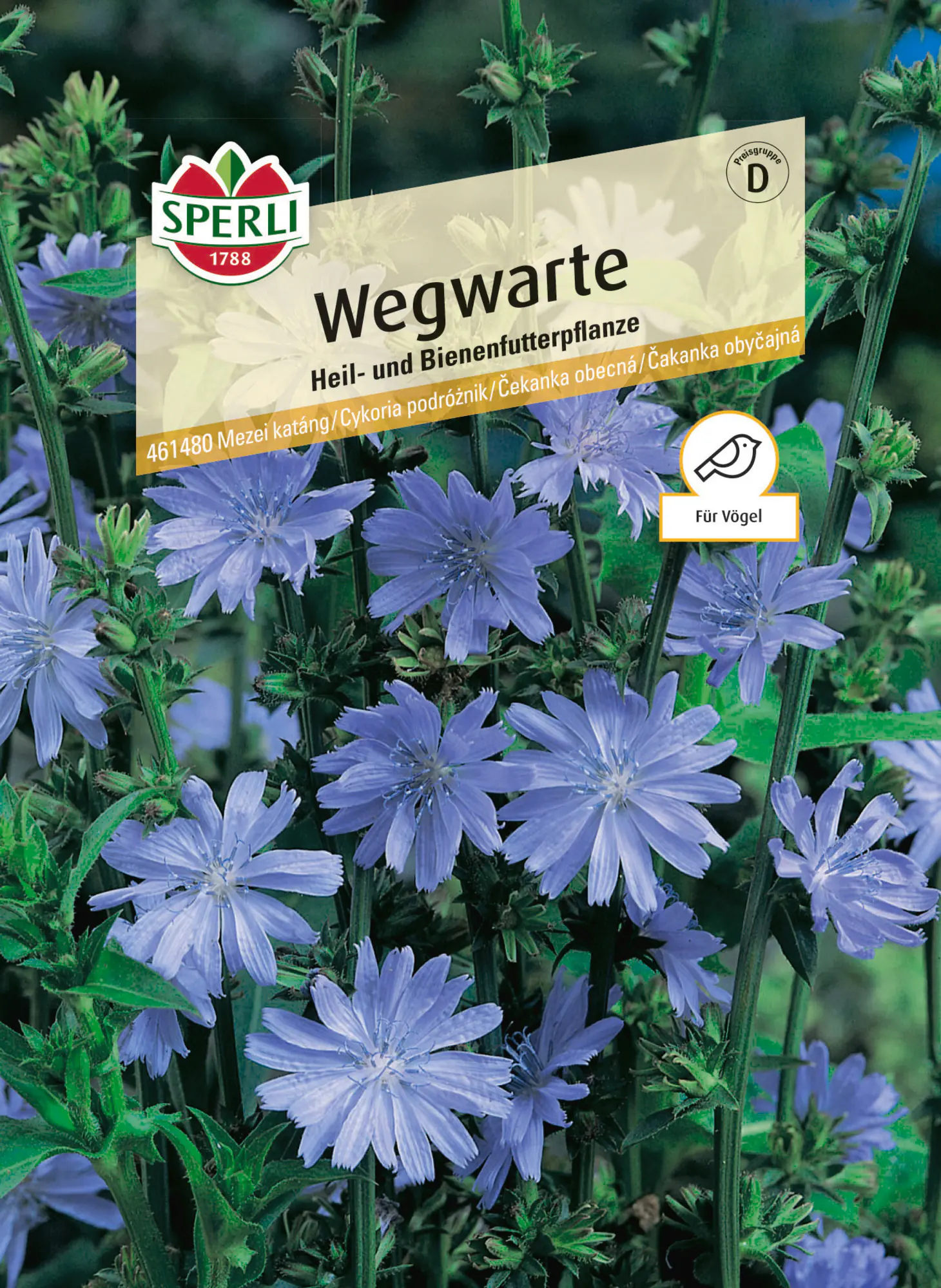 Sperli Saatgut Wegwartesamen für ca. 60 Pflanzen