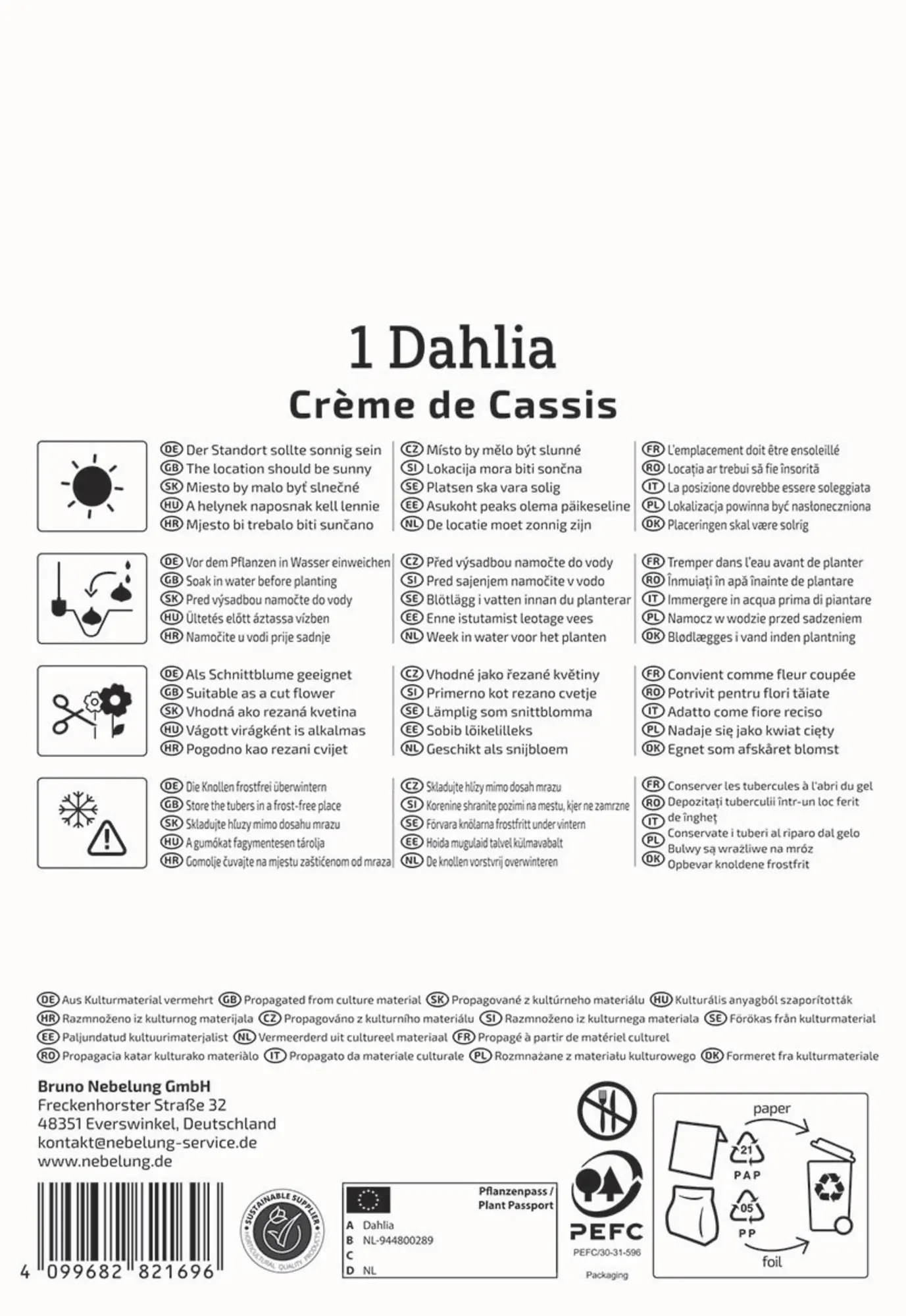 Kiepenkerl Frühjahrsblumenzwiebel Seerosen-Dahlie Crème de Cassis 1 Stück