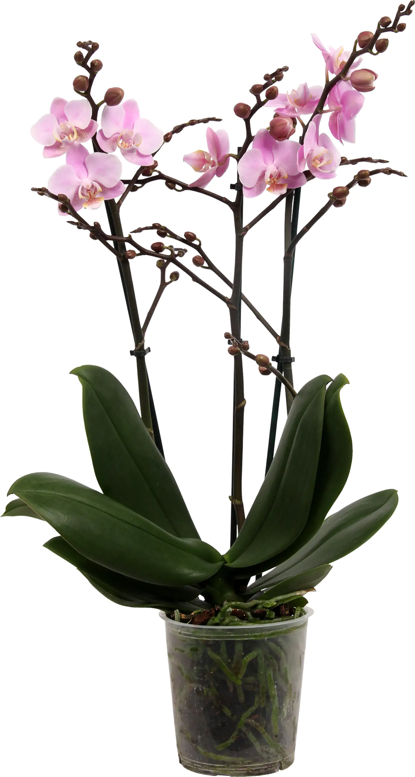 Orchidee Phalaenopsis Multiflora 50 cm hoch, 12 cm Topf
