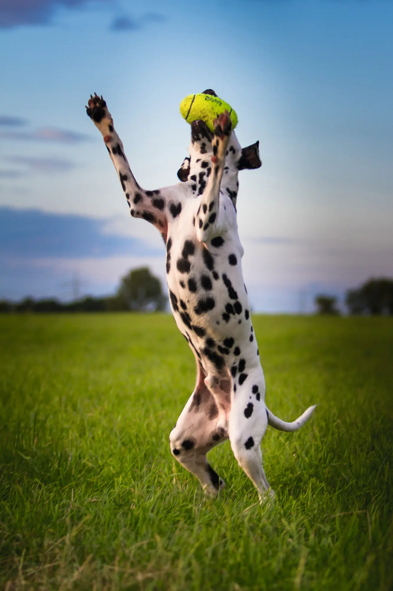 Kong Hundespielzeug AirDog Squeaker Football 13 cm gelb