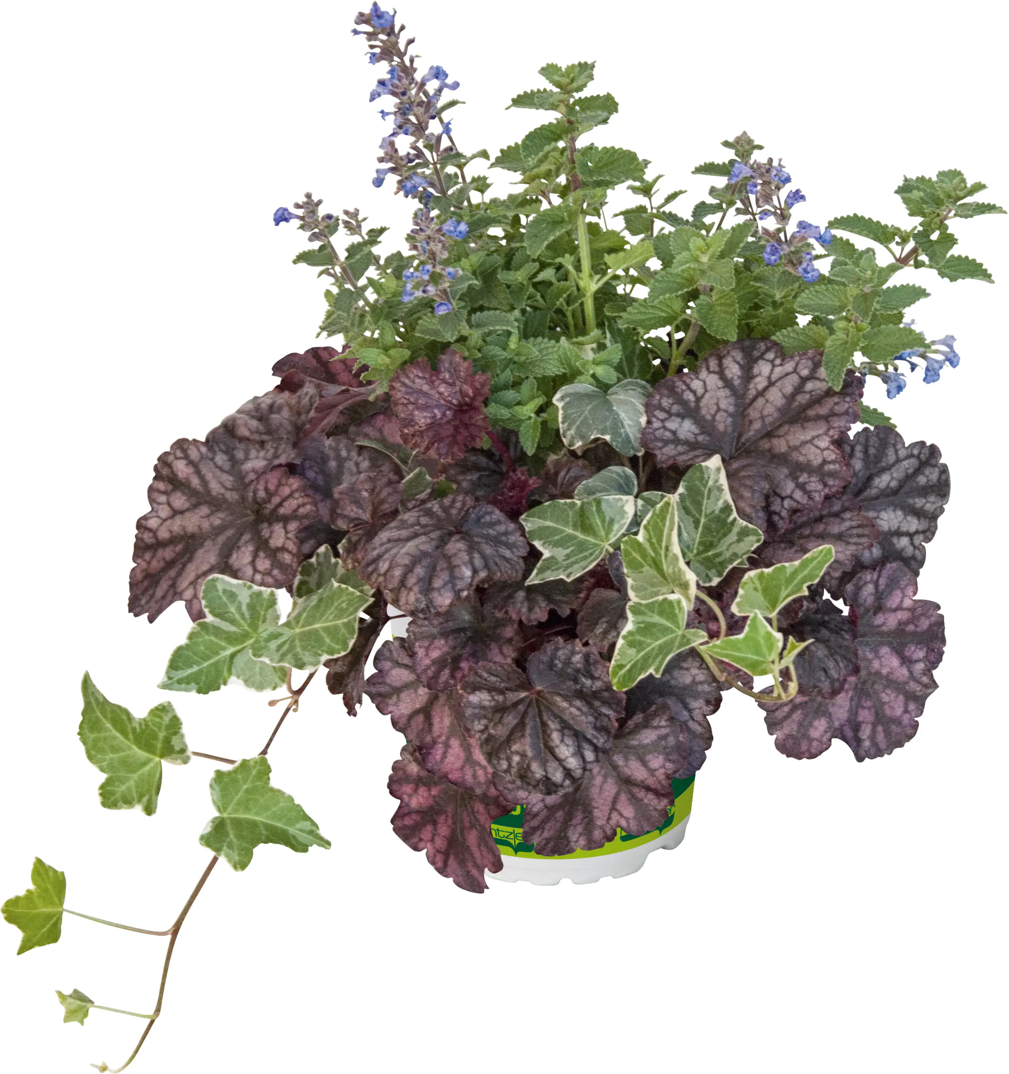 Trio-Mio Herbstzauber 5 l Container