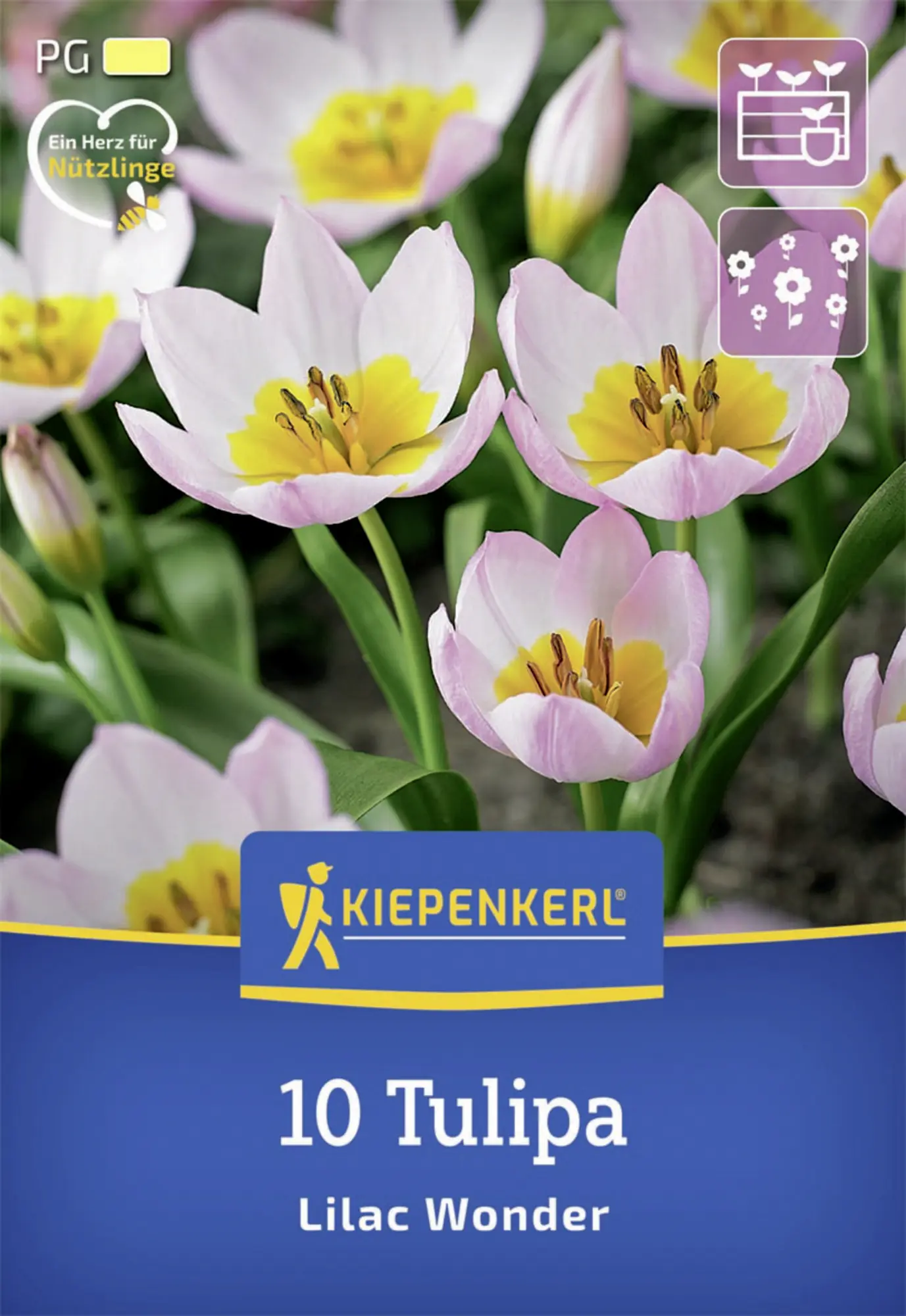 Kiepenkerl Herbstblumenzwiebel Wildtulpe Lilac Wonder 10 Stück