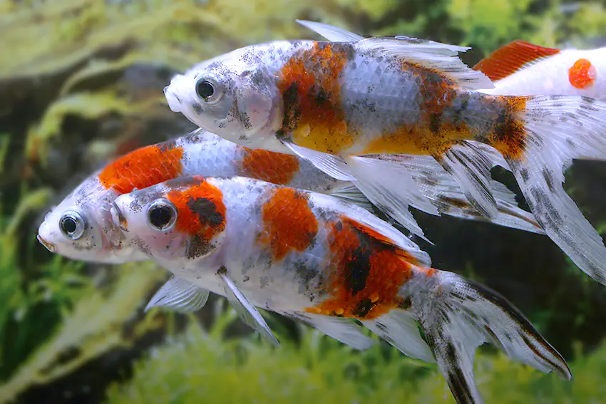 Teichfisch Shubunkin 15 - 18 cm Carassius auratus