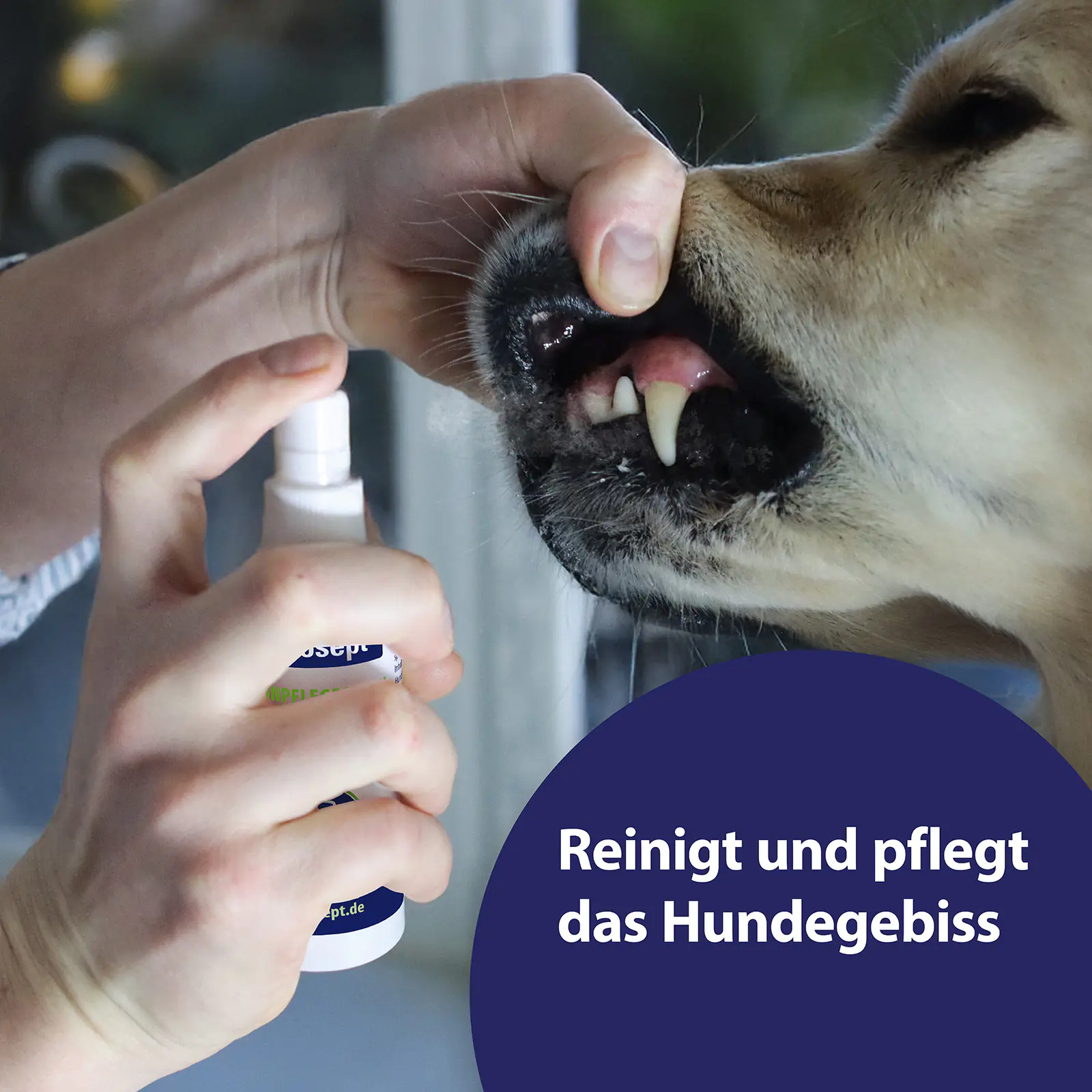 Canosept Zahnspray für Hunde 100 ml