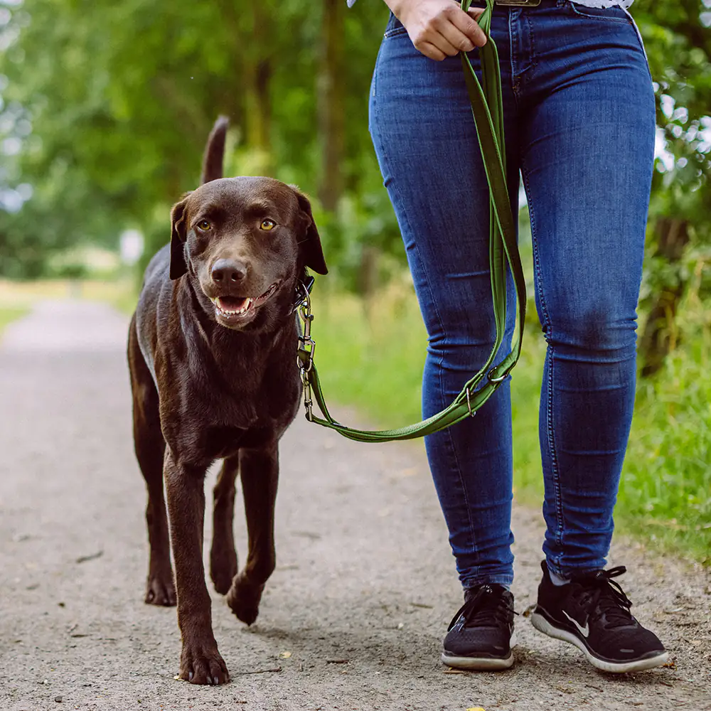 Nobby Hundeleine Führleine Classic Preno 2 m x 1,5 - 2 cm waldgrün