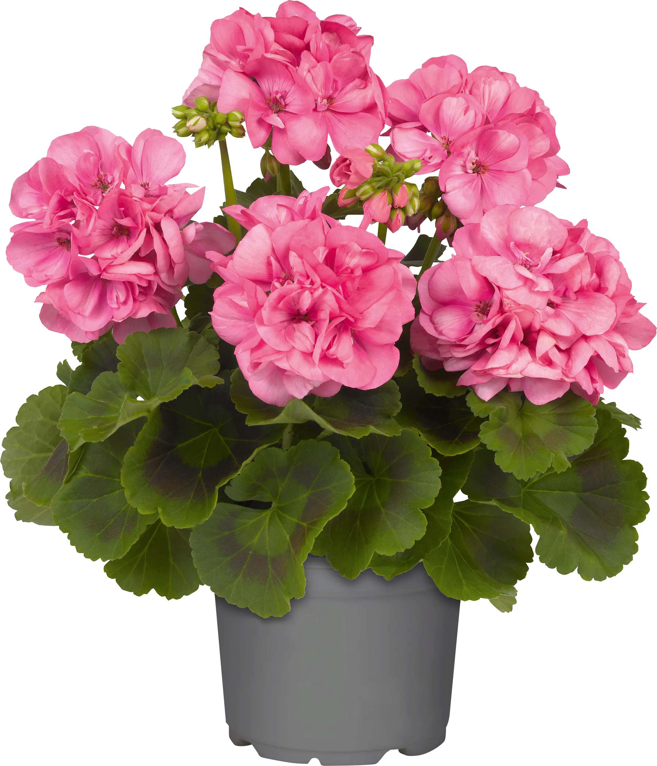 Geranie stehend Geranium zonale H ca 25 cm 1 L Container