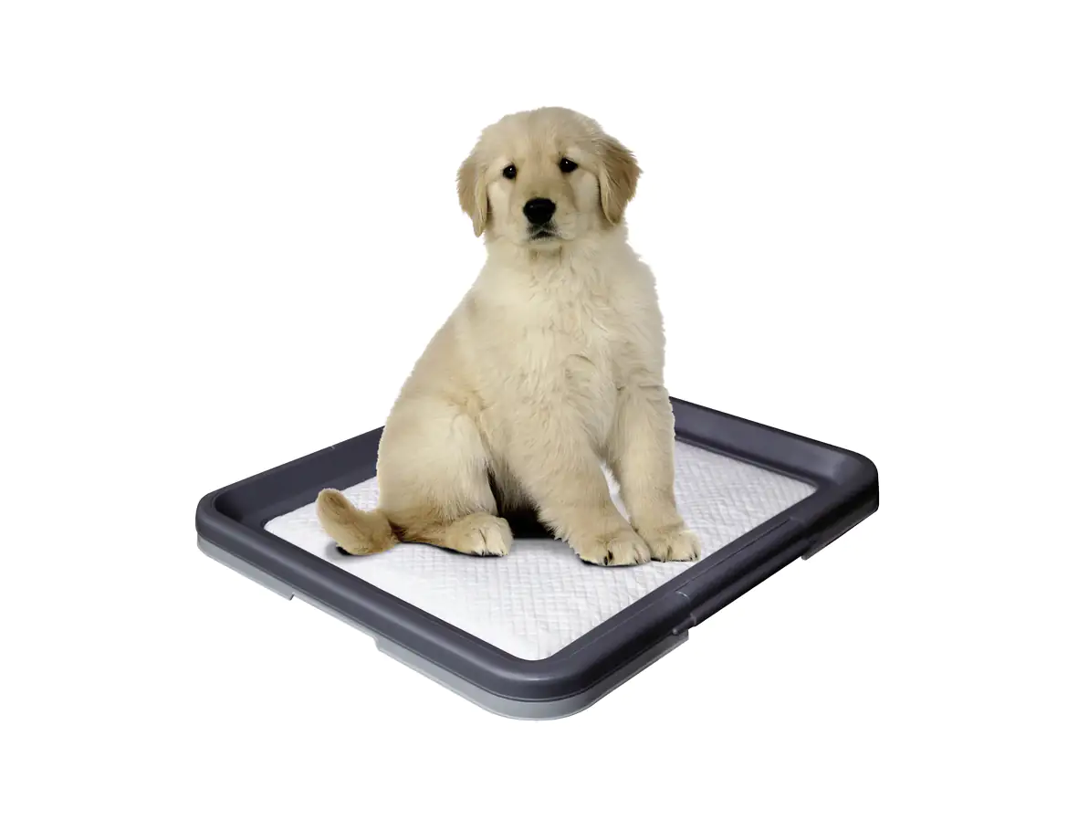 Nobby Doggy Trainer Ersatzpads 24 Stück Größe L