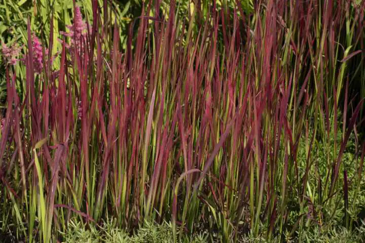 Japanisches Blutgrad Imperata cyl. Red Baron 17 cm Topf