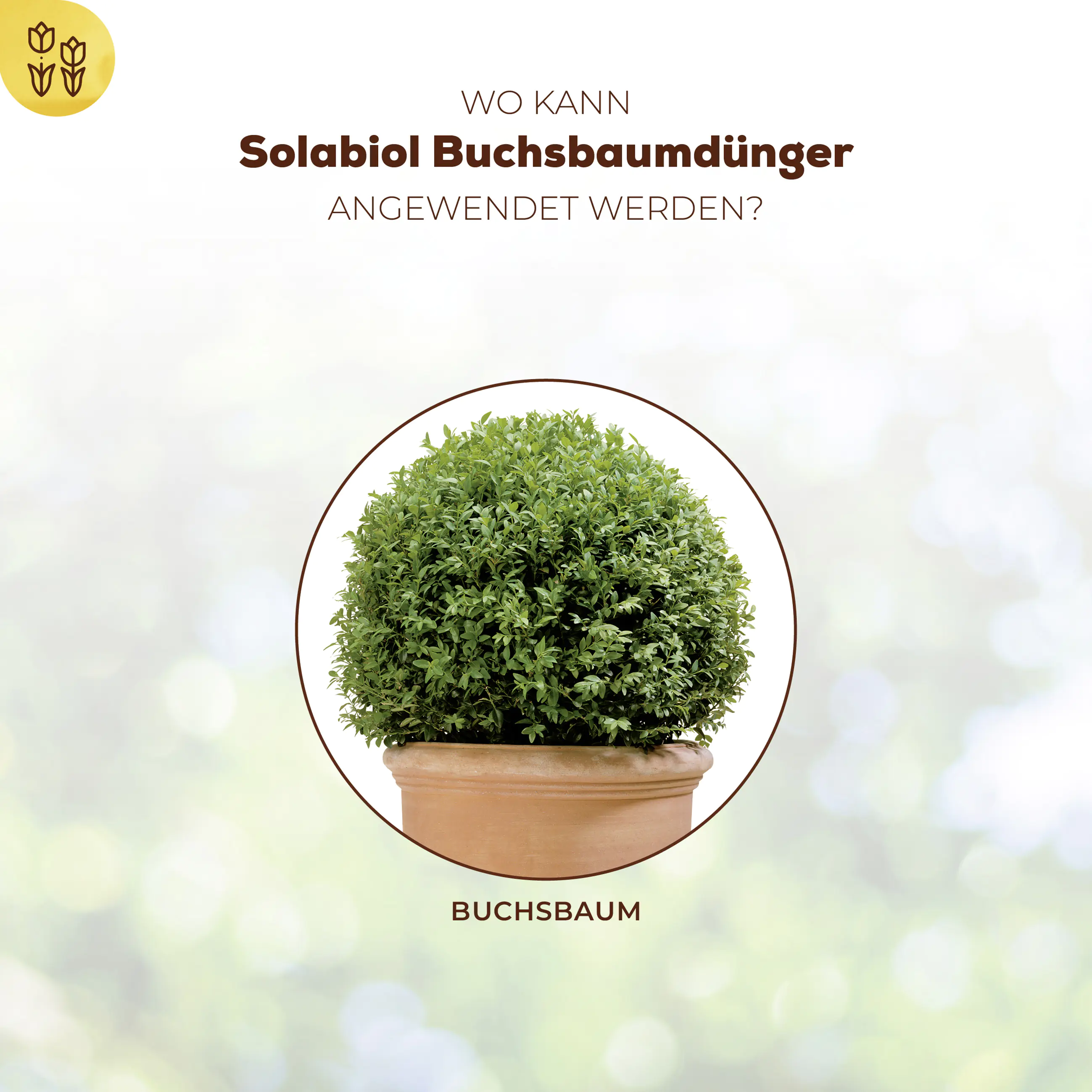 Solabiol Buchsbaum Dünger 1,5 kg