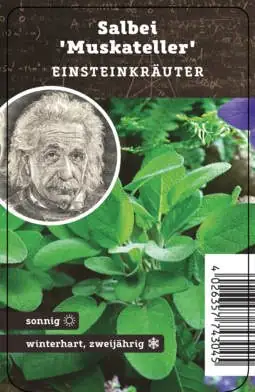 Einsteinkräuter - Muskateller Salbei 12 cm Topf