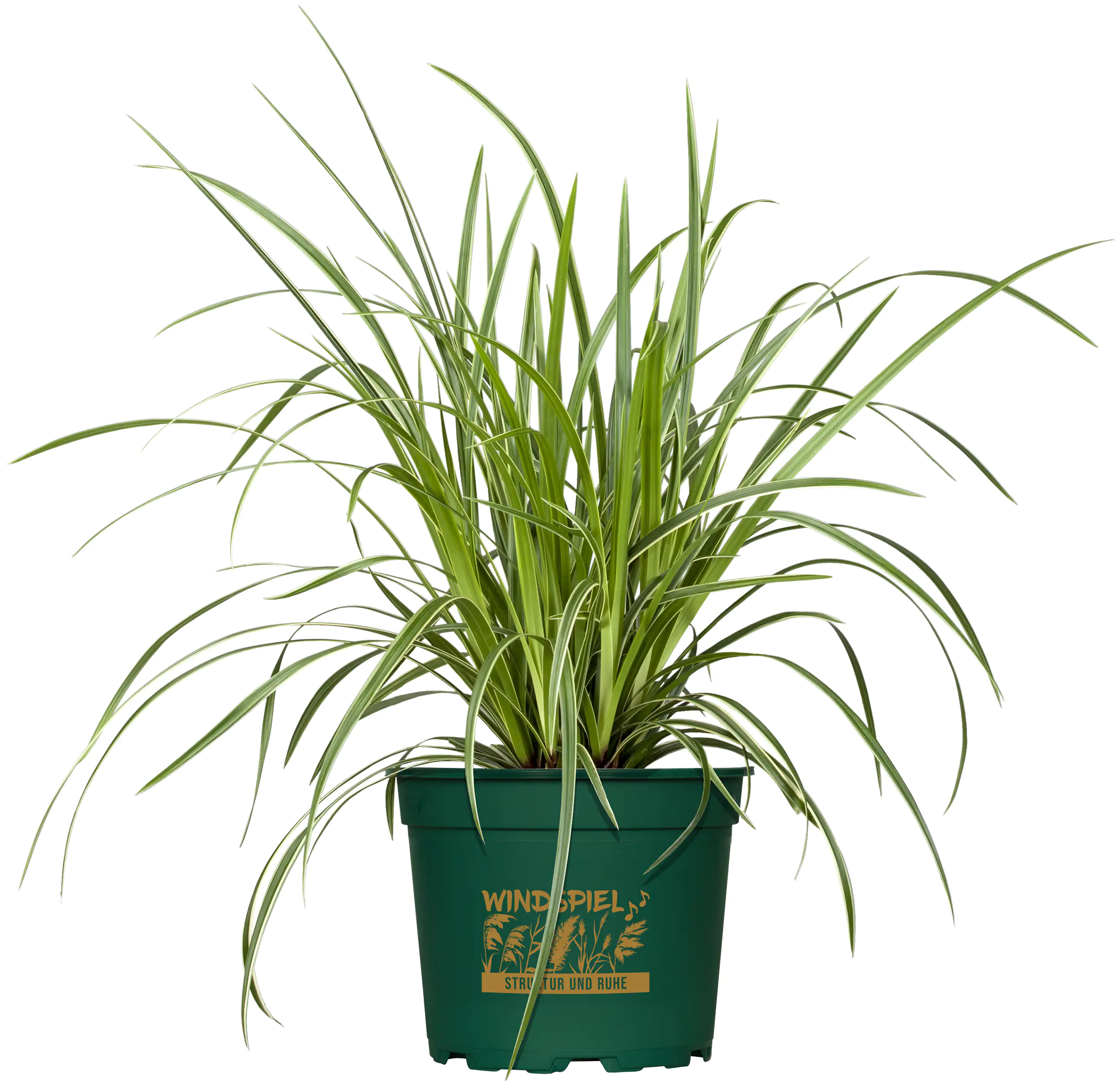 Gräsermix Windspiel 17 cm Topf