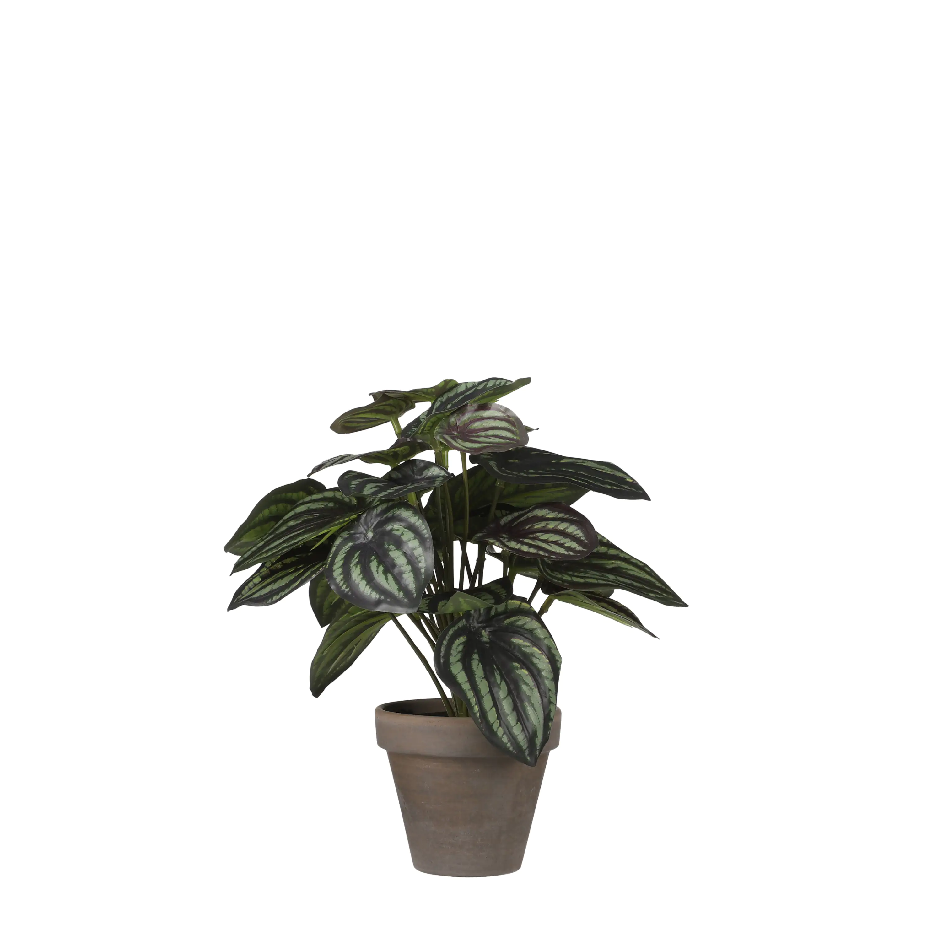Mica Kunstpflanze Peperomia dunkelgrün, 24 x 23 cm
