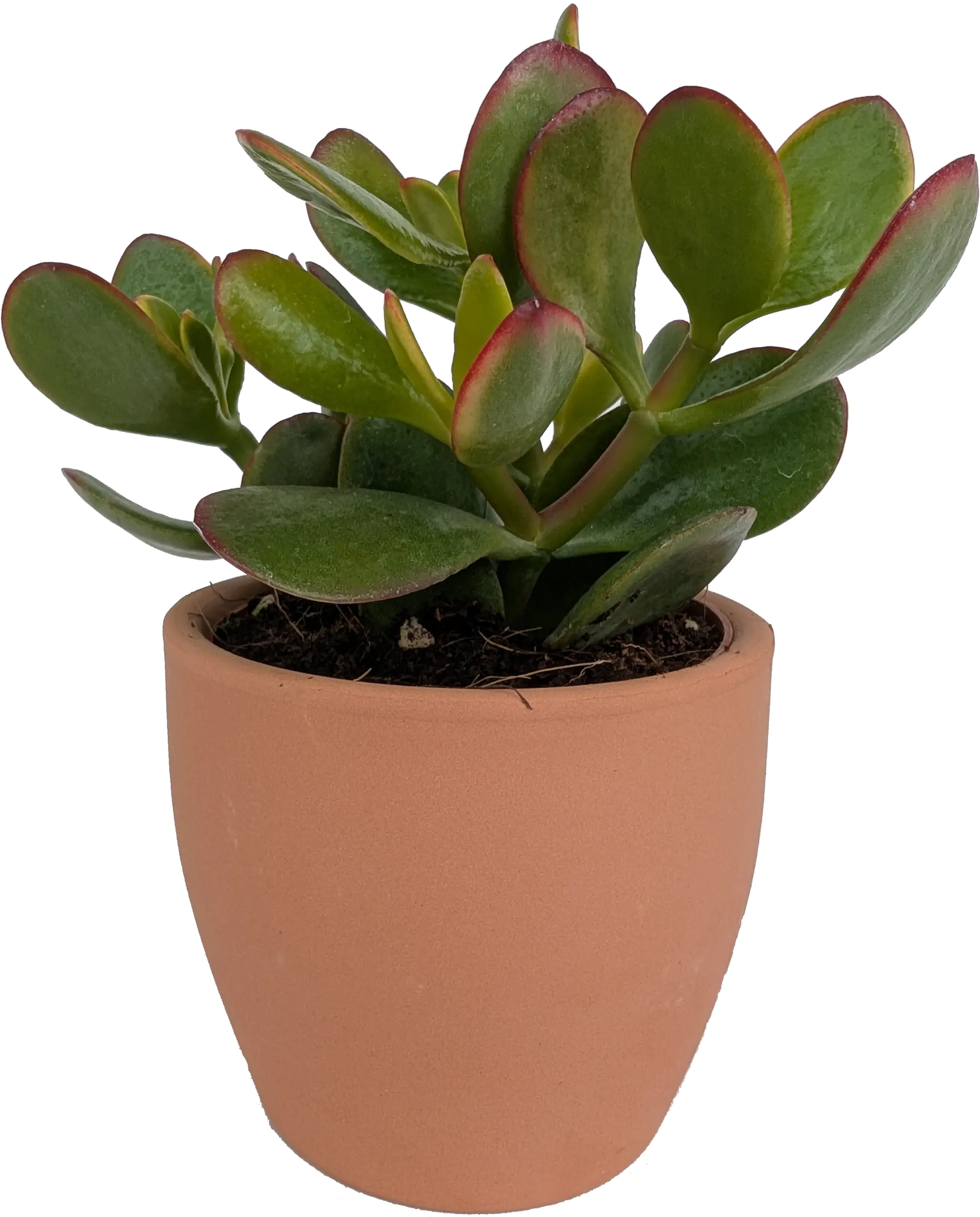 Cactaceae Sukkulenten 8,5 cm im 9 cm Topf 
