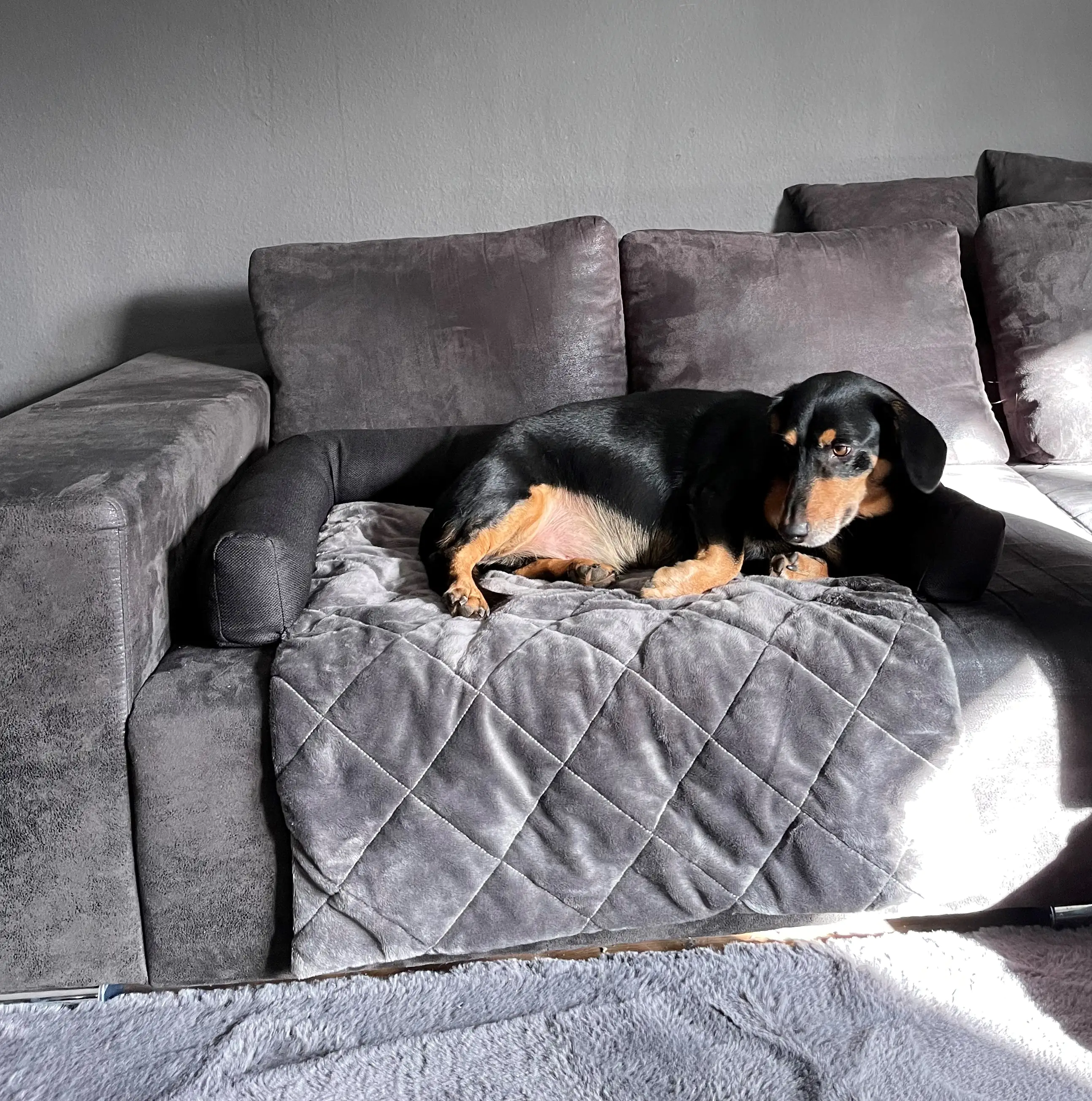 Lebon Hundebett Camil Sofa- & Reisebett eckig L 90 x B 55 x H 12 cm