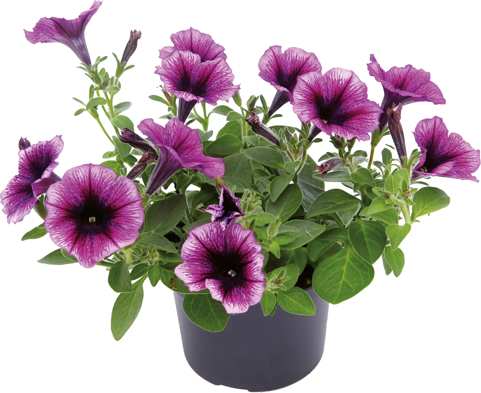Beet- und Balkonpflanzen Petunie Petunia Cascadia H 20 cm 10,5 cm Topf