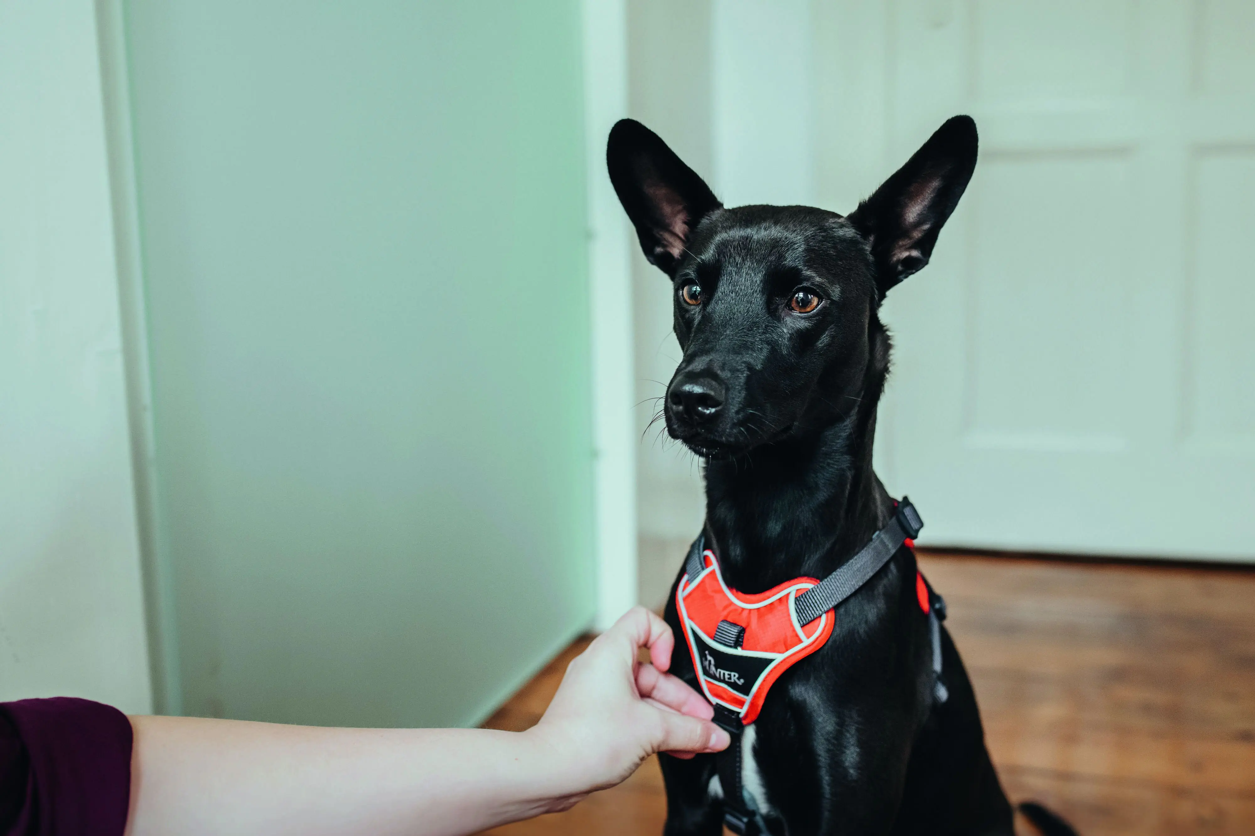 Hunter Hundegeschirr Divo XS rot/grau