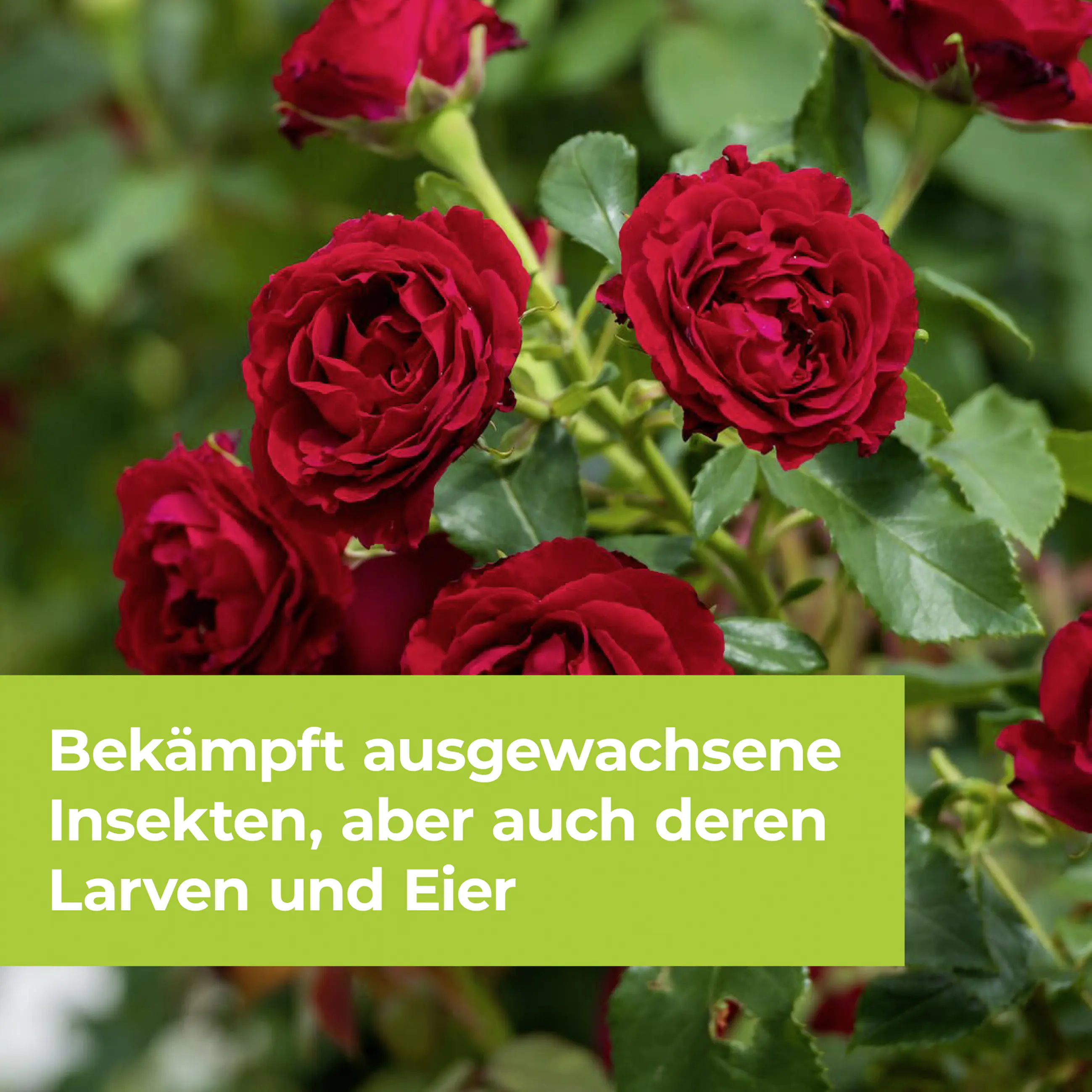 Protect Garden Lizetan Zierpflanzen- & Rosen-Spray AF 500 ml