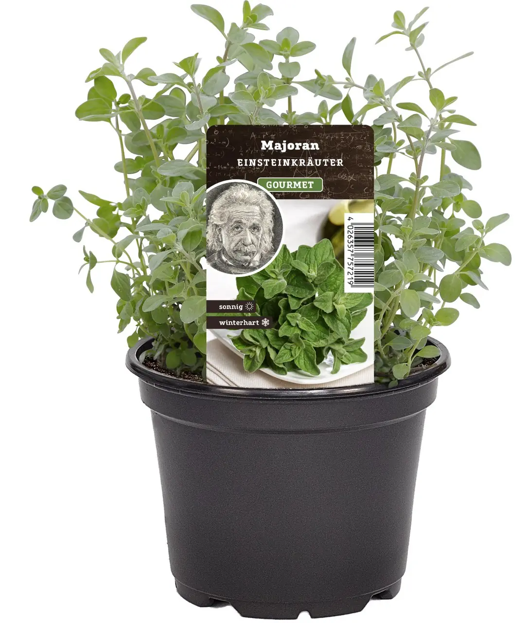 Einsteinkräuter Majoran 12 cm Topf