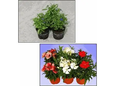 Portulakröschen Portulaca grandiflora 9 cm Topf