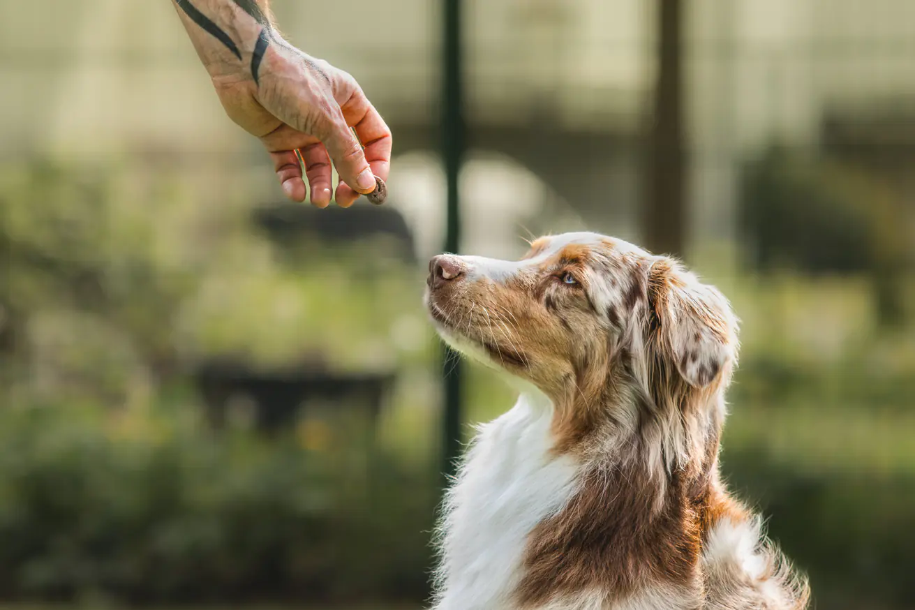 L&S Hundesnack Kaninchenohren 1 kg 