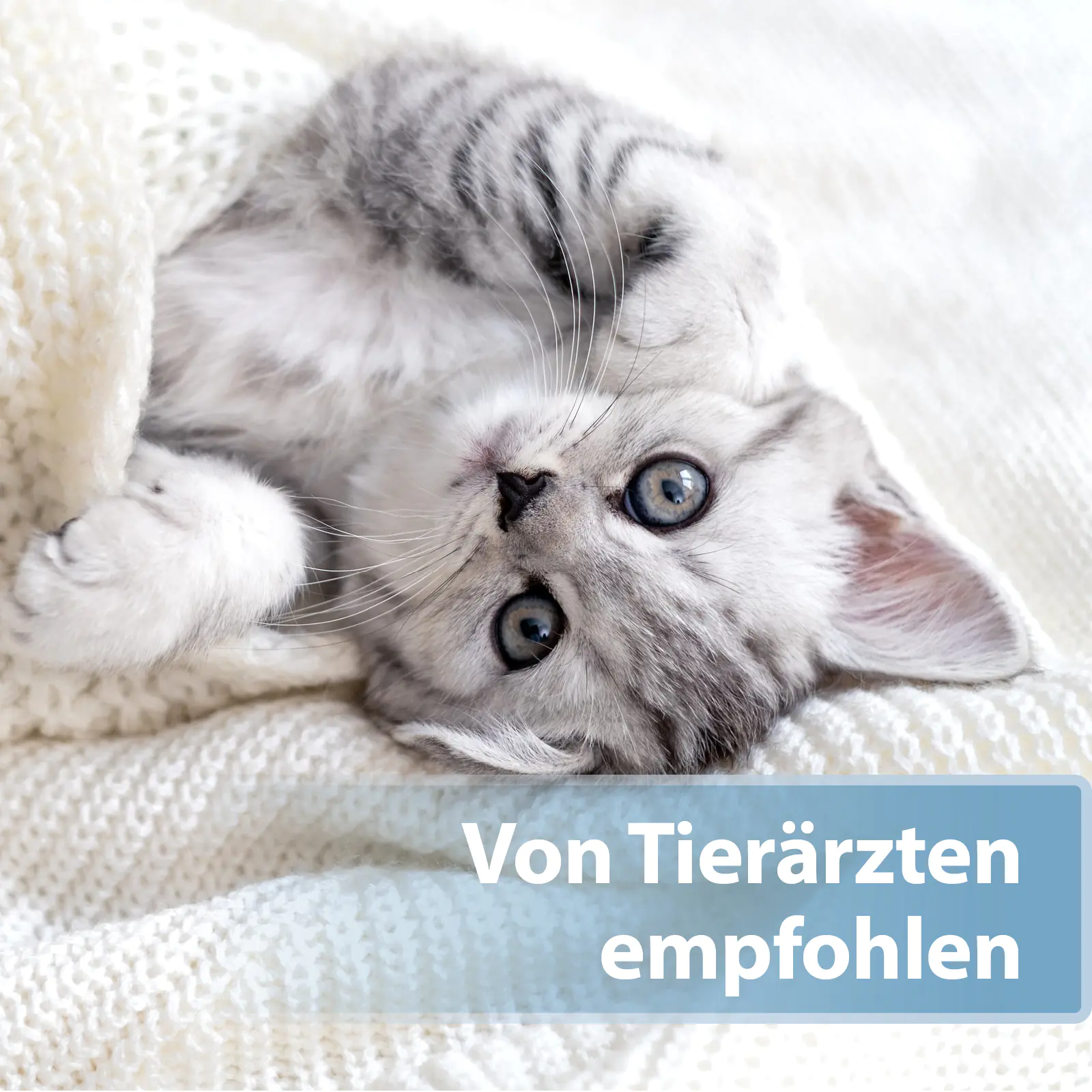 Felisept Ohrpflege Pads für Katzen 50 Stück