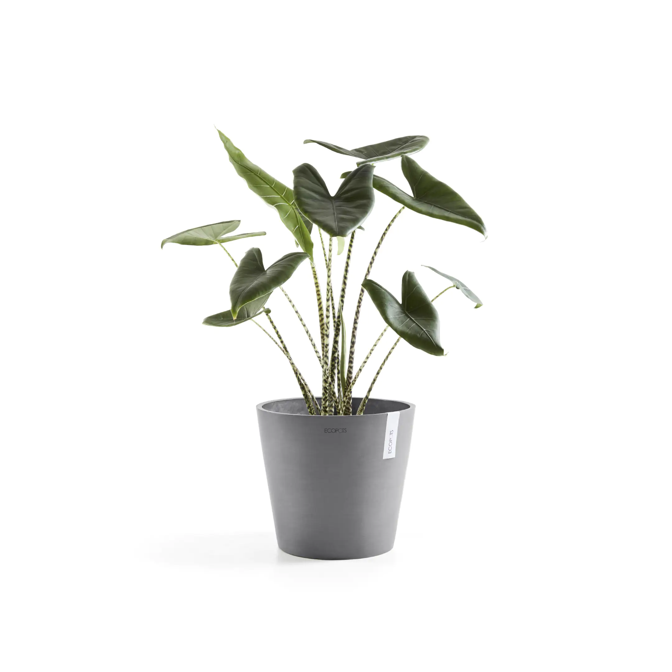 Ecopots Pflanztopf Amsterdam Ø 30 x 26 cm grau