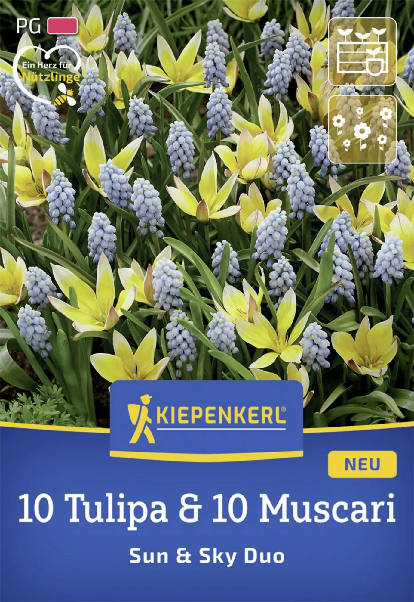 Kiepenkerl Herbstblumenzwiebelmischung Sun and Sky Duo 20 Stück